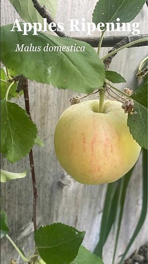 Apples Ripening 🍎 Malus domestica #fruit #tree #garden #apples | Home Gardening
