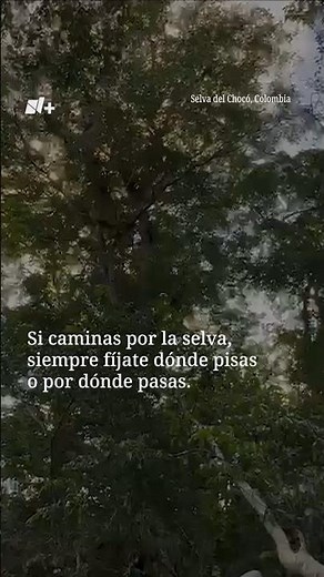 Jurubirá, selva del Chocó colombiano #nmas #shorts #colombia