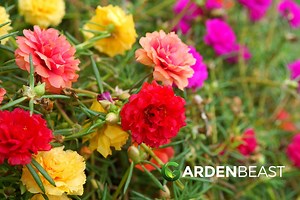 Portulaca Plants Guide: How to Plant & Care for "Portulaca grandiflora"