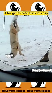 19K views · 375 reactions | In Northern China's Inner Mongolia, a fox got its head stuck into a plastic cup and was unable to get it off. A passerby tried to set it free. After several tries, the fox was rescued. #funny | Hold Your Horses with Kevin Wu | Facebook