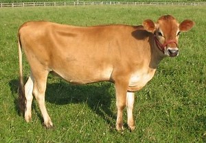Jersey cattle - Alchetron, The Free Social Encyclopedia