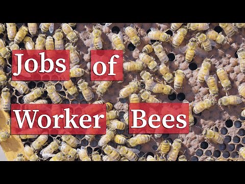 Worker Honey Bee Tasks | Beekeeping Academy | Ep. 63