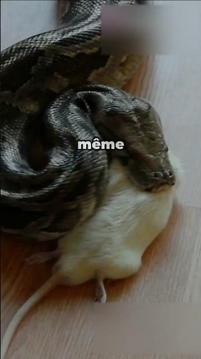 Le python Comment il digère son repas monstrueux – Une machine à avaler 🐍🍽️ #paysagemagnifique