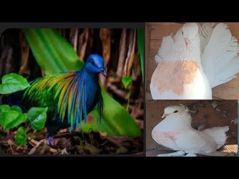 Most beautiful pigeon