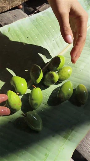 Fresh Jolpai , Traditional Indian Olive 🫒