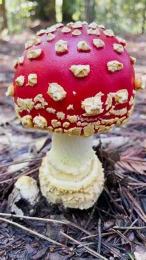 The Fly Agaric or Amanita muscaria is by far the most recognizable mushroom in the world. Its iconic red cap with white dots is known around the world as a classic “toadstool”. In popular culture it is associated with Christmas/Santa Claus, Vikings in a berserker rage, and as a trippy mind altering mushroom (Through the Looking Glass/Alice in Wonderland). However, not all the popular assumptions made about this mushroom are true. . In my most recent podcast episode I debunk some of the most comm