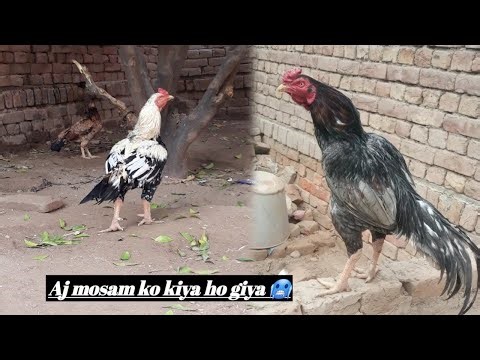Aj mosam thanda ho giya ❄🥶 / Breeder aseel murga tips