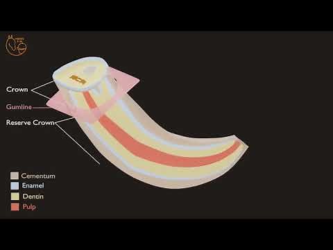 How do Horse Teeth Wear Down? The Aging Process Explained!