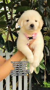 ang nag iis@ng Princesa 😍 hello Bulacan, see you soon 🥰 #goldenretriever #highlightseveryone #englishcreamline #quality #fypシ #goldenretriever #highlights | Sky Roscoe Kennel