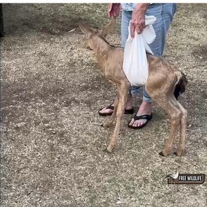 39K views · 1K reactions | Meet our resilient little Red Hartebeest!...