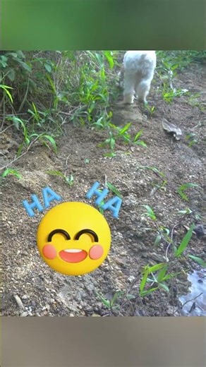 Cherry the monkey plays with the ducklings and takes the goat on a picnic. #funny #animals #monkey
