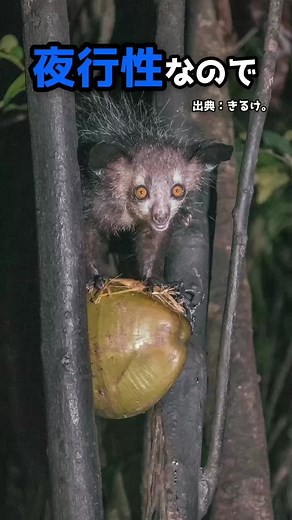 動物園でヒーローになれる雑学「アイアイの名前の由来」