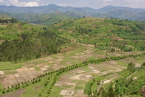 Rwanda’s commitment to riparian restoration and the role of bamboo
