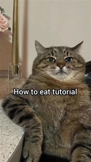 Divine George on Instagram: "How to eat tutorial #fyp #cat #georgieebom #memes #funny"
