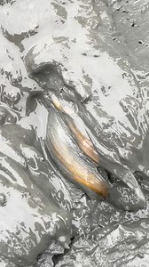 Best Mud Hole Fishing | MR Fishing Life