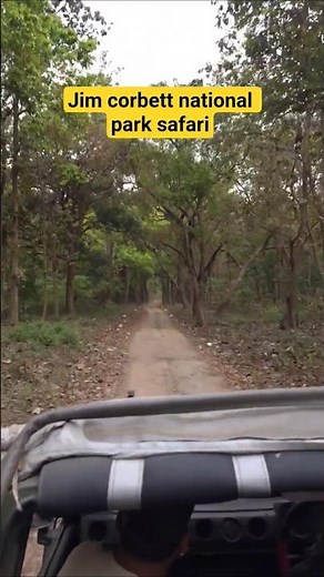 jim corbett national park safari | dhikala zone safari and night stay | wild and nature india #wild