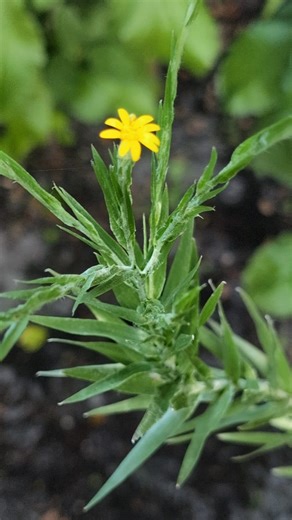 Medicinal Uses 101: Narrowleaf Silkgrass | The Weeds and Seeds Guy