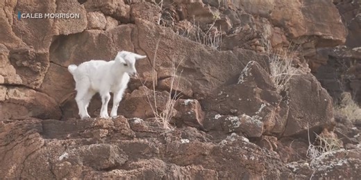 Good Samaritans rescue baby goat stranded on West Oahu cliff for 4 days