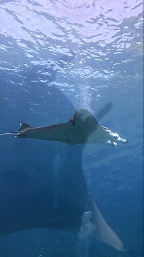 Grace in Motion: Diving with Manta Rays #bali #mantapoint #manta #nusapenida