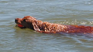 Floating on the river this summer? Here's how to stay safe - Local News 8