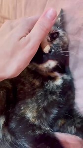 1.1K views · 72 reactions | Meet Furiosa – The Sweetest Tortie...