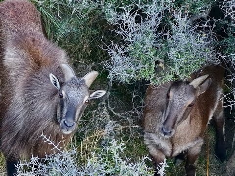 Red Deer Stag to Thar Country