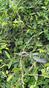 Can you ID this snake?🐍 What a beautiful individual! Summer is here, and the reptiles, birds and insects are out in full force. An amazing time of the year! MalaMala Game Reserve. #malamala #snake #reptile #fblifestyle #wow | Deon Kelbrick