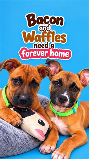Bacon and Waffles puppies need a forever home 🥓🧇