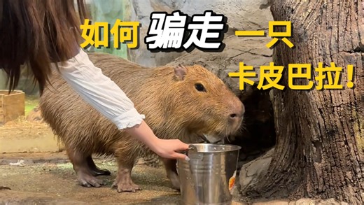 如何骗到一只卡皮巴拉