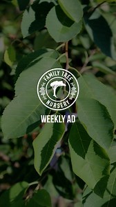 22 reactions | Learn about the Autumn Brilliance Serviceberry Tree that we currently have on promotion. | Family Tree Nursery Kansas City | Facebook
