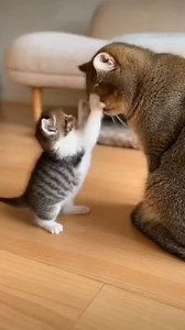 Kitten Slaps Mom.. Until😂 #funnycat #kittenvideos #viralreels | Fluffy Moments