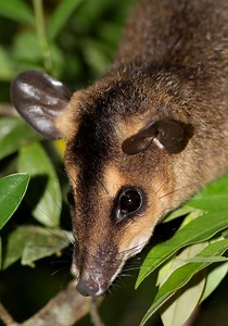 Brown four eyed opossum - Alchetron, the free social encyclopedia
