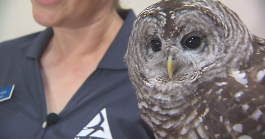 It Happens Here: Trailside Museum a hidden gem in the Blue Hills