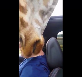 Giraffe peeks through vehicle roof and licks visitor at Safari Park in Bewdley, England