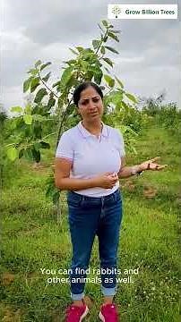 Creating Biodiverse Forests: Grow Billion Trees' Afforestation Efforts