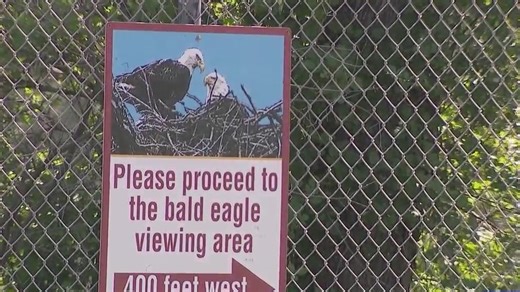 Thousands of people watching a live stream of the Big Bear Eagle Family