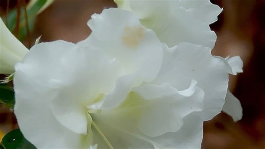 2026 is 'The Year of the Azalea' with 'Perfecto Mundo' blooms