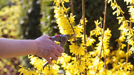 Plants 'Scream' When They're Cut, We Just Couldn't Hear It. Until Now.