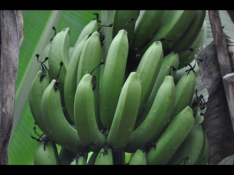 Production de la banane plantain en contre saison --- Pratique