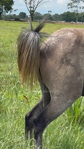 Cuando la yegua muestra el celo y está en el punto para que la coja el caballo 😍🤠 #viralvideo #viral #fblifestyle #cultura | El llanero matapalo 02