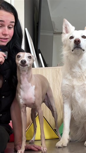 Sprinkle Show with Brooke Thomo — Cedar & Sprinkle Greyhound Moment