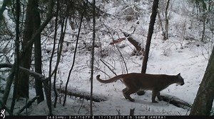 Pretty neat look at a stalk by two different species of cat in different ground conditions. The patience and deliberation of the bobcat is a sight to behold, and the tail-twitch of the cougar reminds us of a domestic cat hunting bugs in the garden. It's no wonder cats are the kings of the internet! #wildife #conservation #restoration #research | MPG Wildlife
