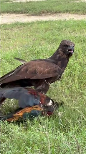 A large Changeable Hawk Eagle got a big bird of prey#EagleHunting #BirdOfPrey #Wildlife #shorts
