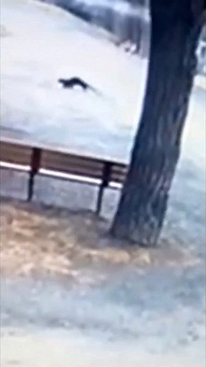 Aggressive otter at Six Mile Waterworks (📹: Albany Water Department) | WNYT NewsChannel 13