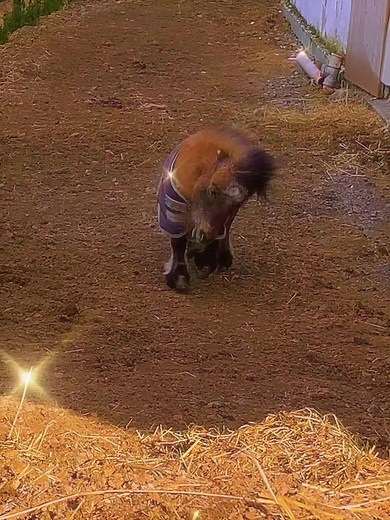 Adorable Miniature Stallion Pony Video