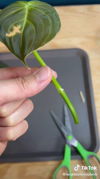 Easy Philodendron Melanochrysum Propagation Guide