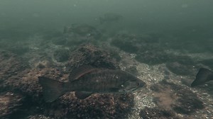 NEW Z-Man Graph ShadZ - Bassmaster