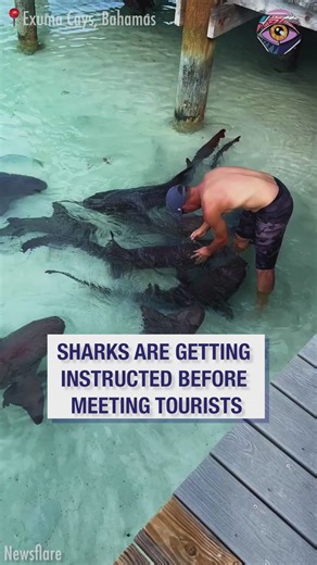 Un grupo de tiburones recibe instrucción antes de encontrarse con los turistas 🦈 | Genial