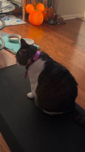 #standingcat #cattricks #funnycat | Meerthestanding Cat