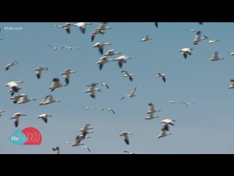 What are Snow Geese?